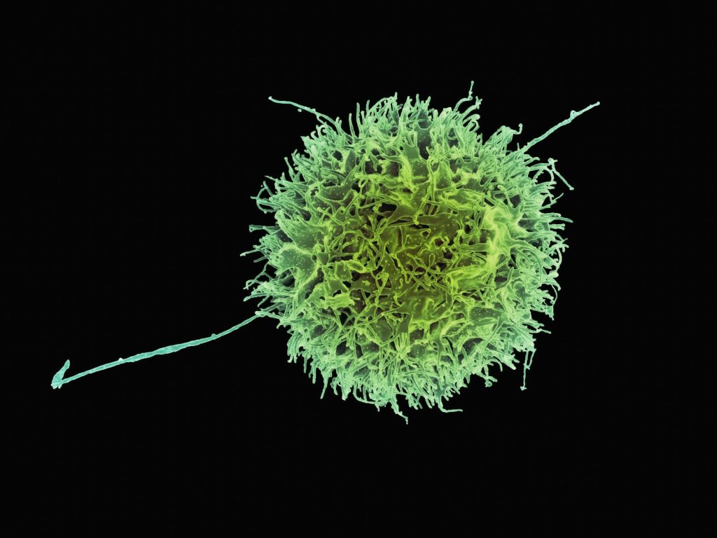 a close up of a green flower on a black background