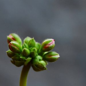 a close up of a flower bud on a plant